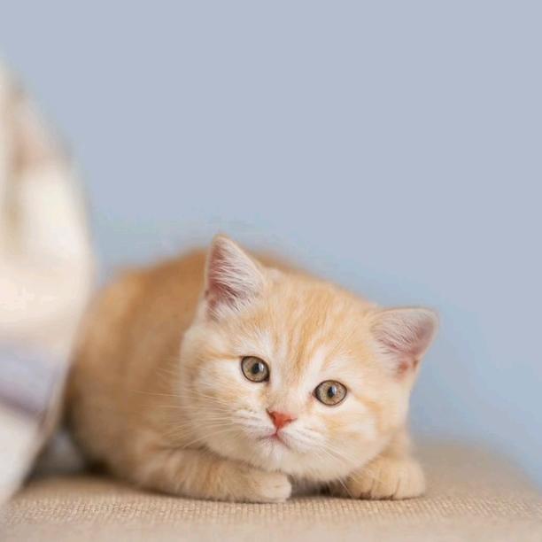 茹姐（美业养生头疗馆传播者）