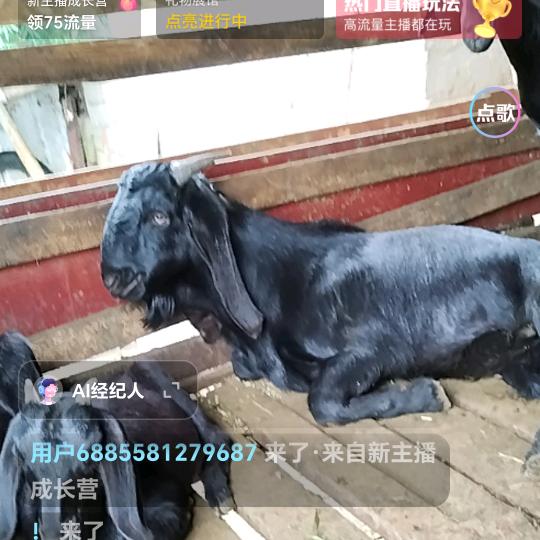 萧筱（黑山羊养殖）