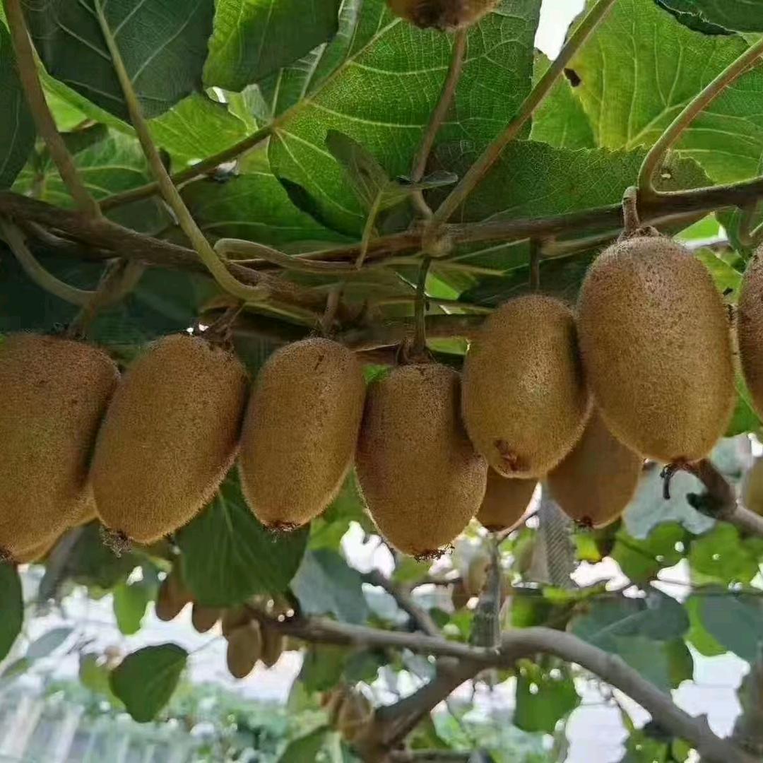 猕果园—周至产地