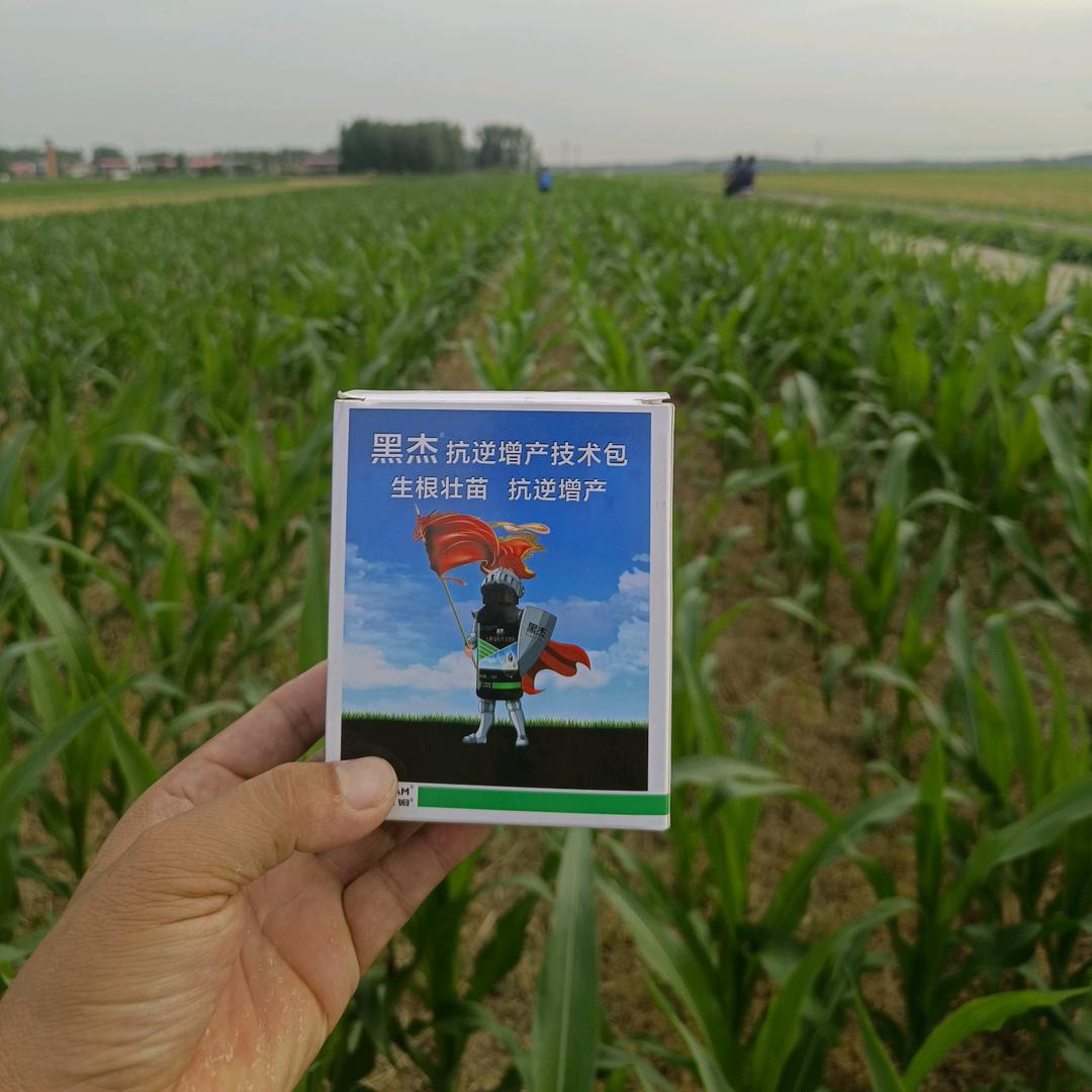 自强不息（劉）