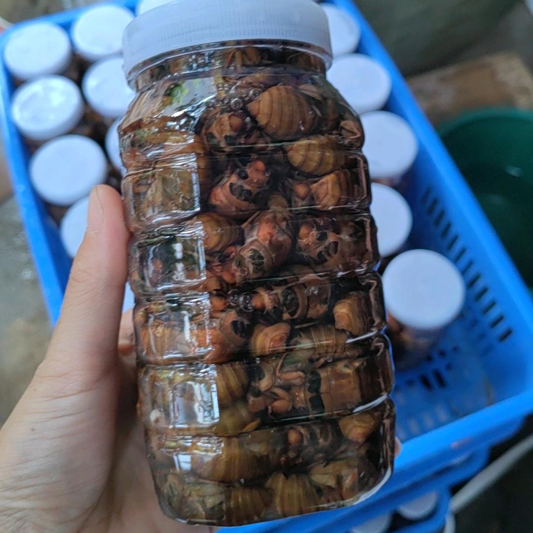 鄢陵金蝉张黎明