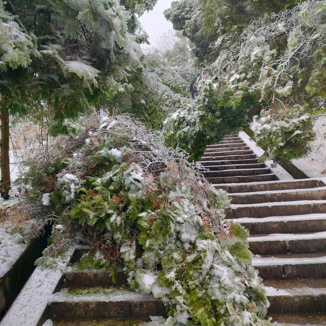 花非花雾非雾