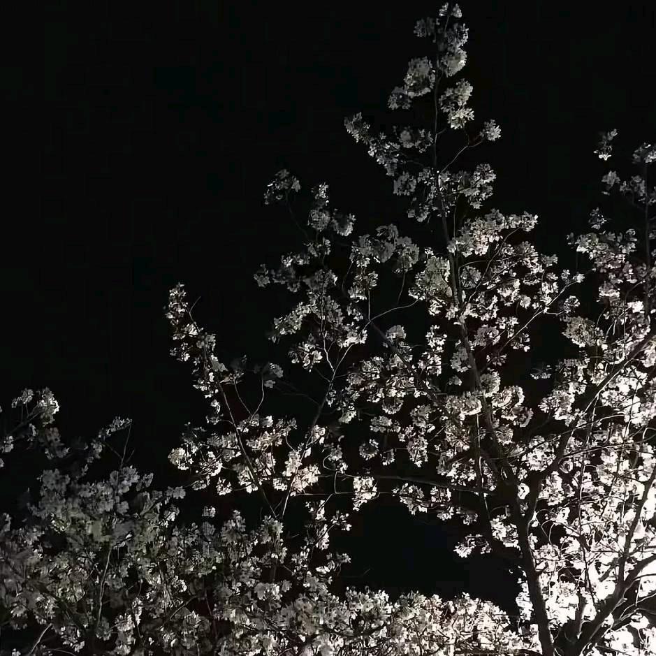 金盏花路