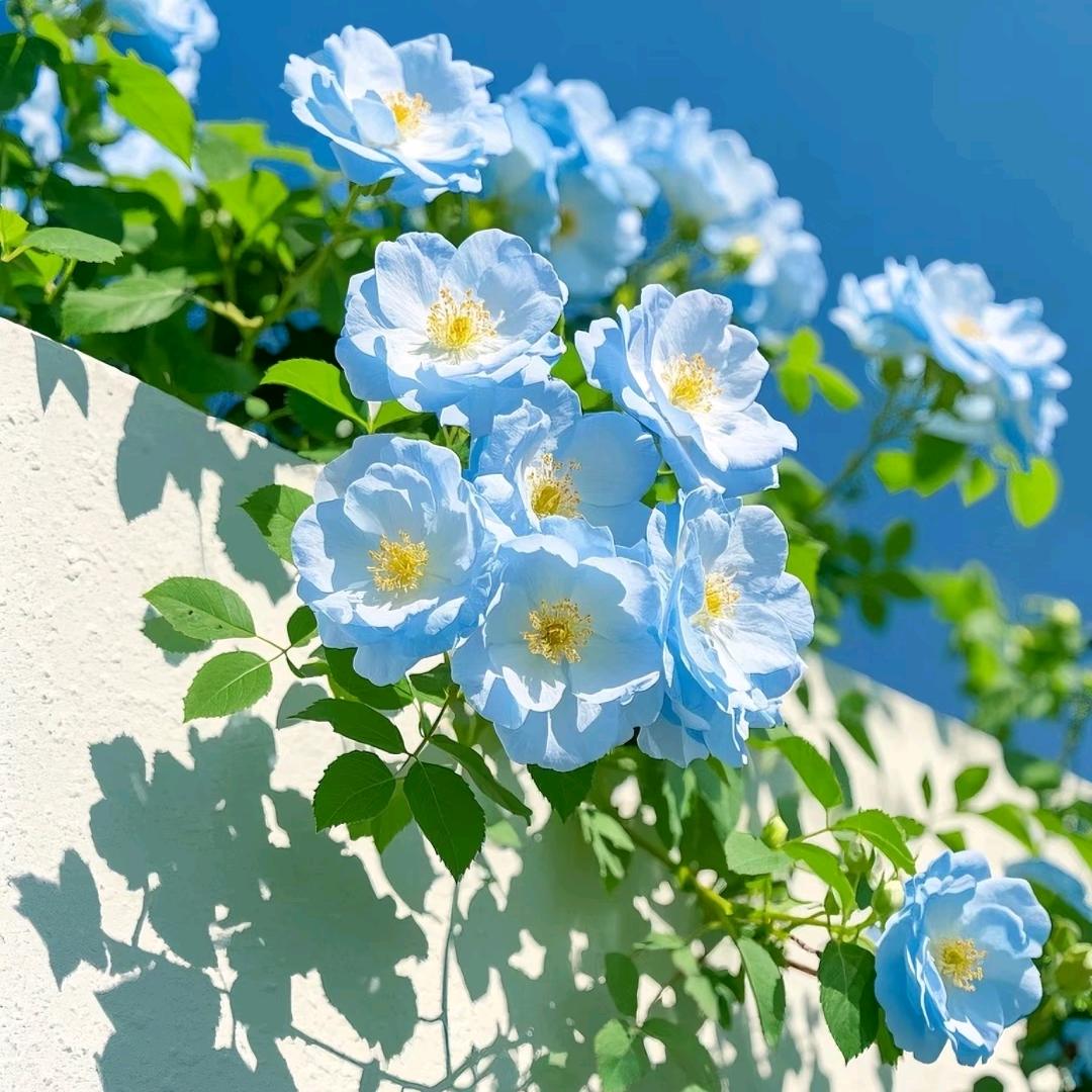 云彩间鲜花