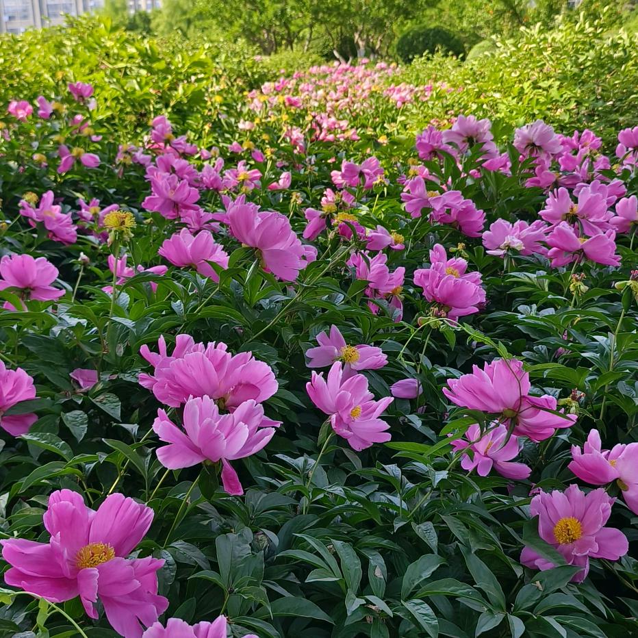 爱跳舞的芳