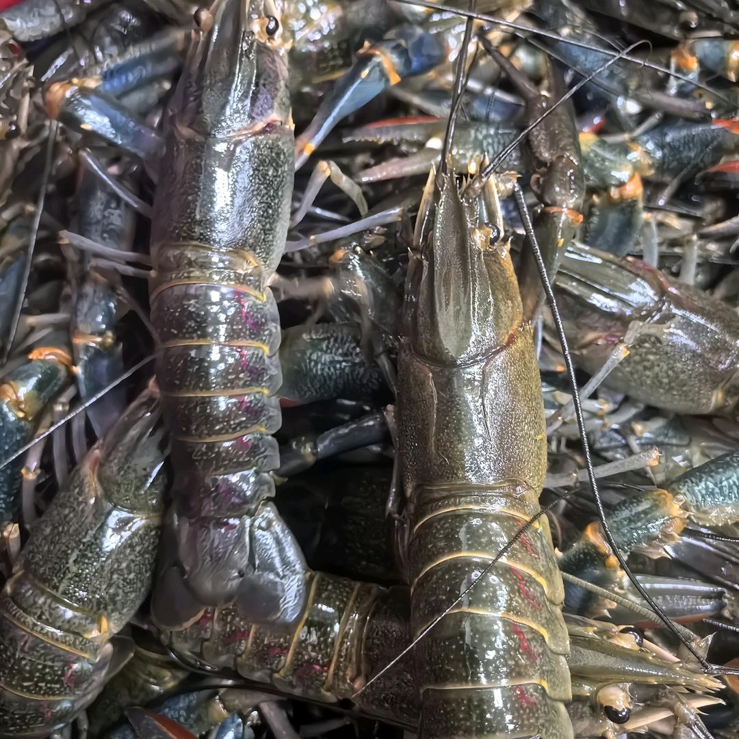 澳洲淡水蓝龙虾批发零售