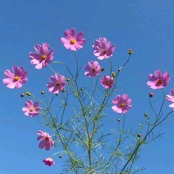 娥