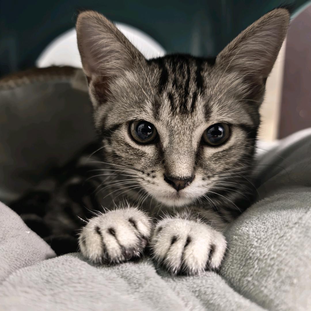 六福是犟包*_＜