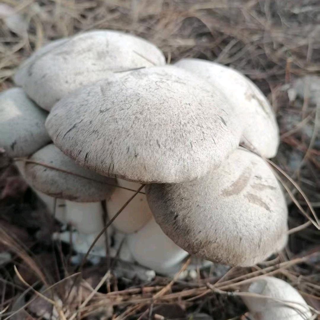 天天鲜农家个体店