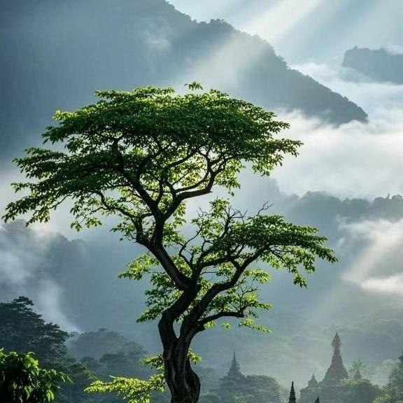 云间菩提