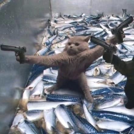 gogogogo