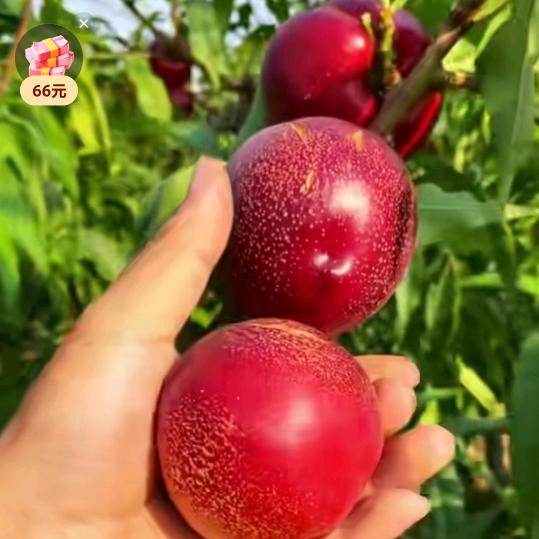 果树花卉