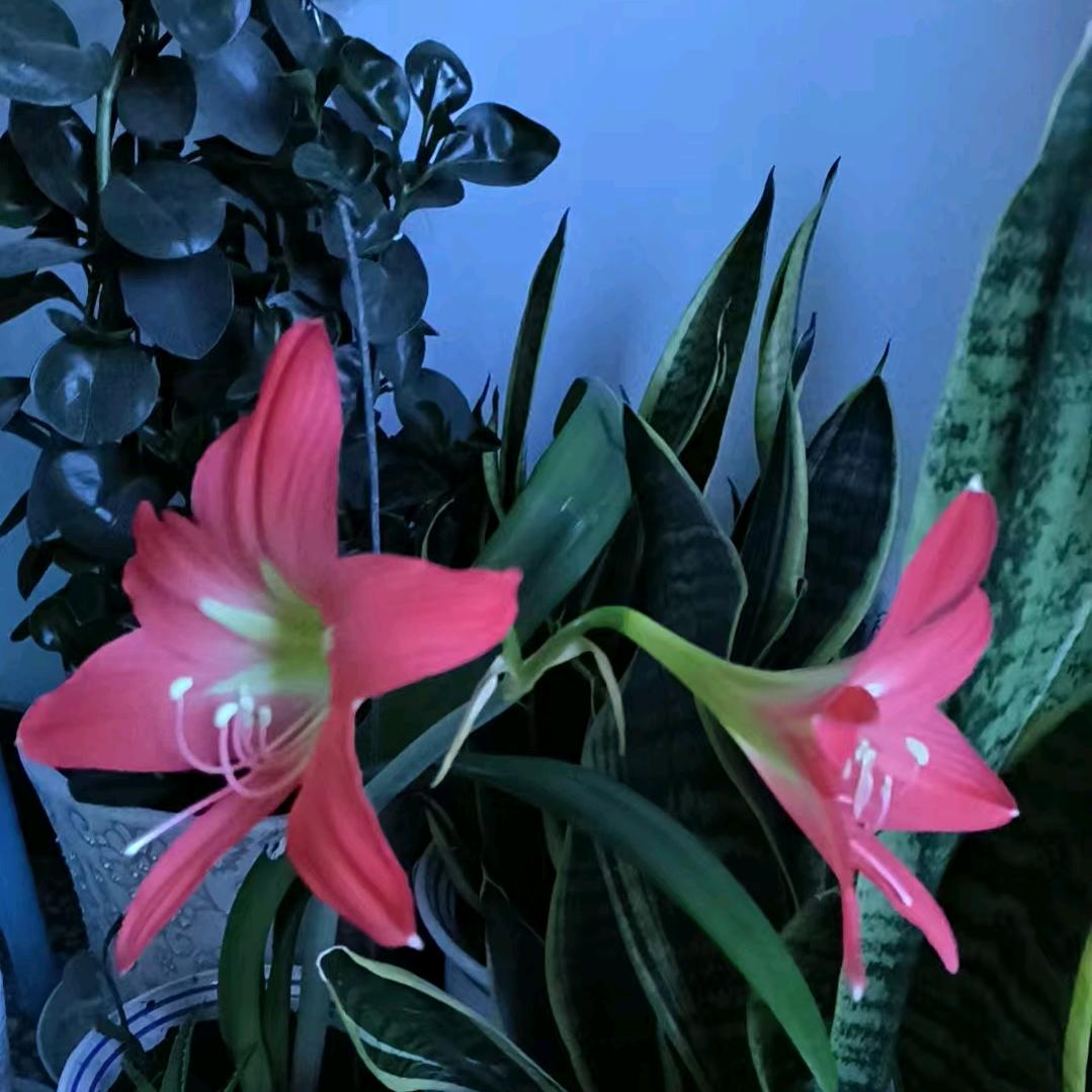 蓝天《西口情》缘