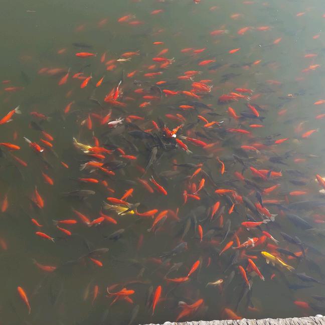 爱钓鱼