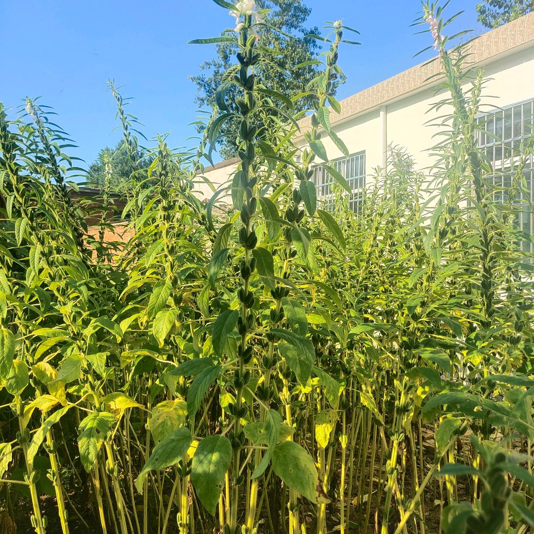 俏吧县滴故事人