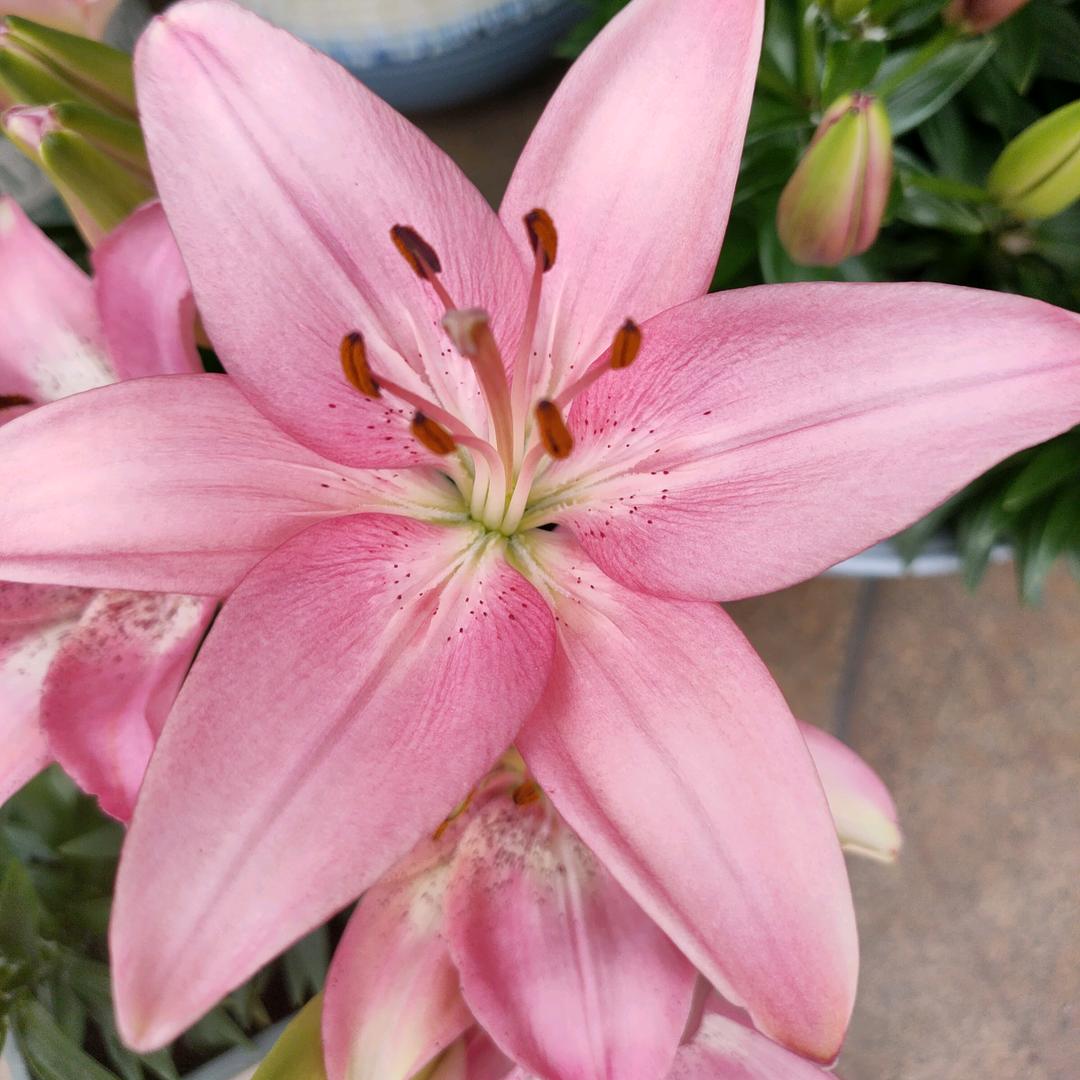 夏天的百合