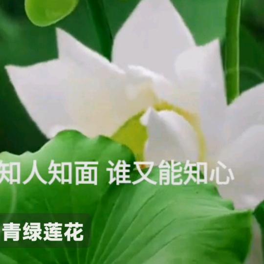 雨荷@亲情树