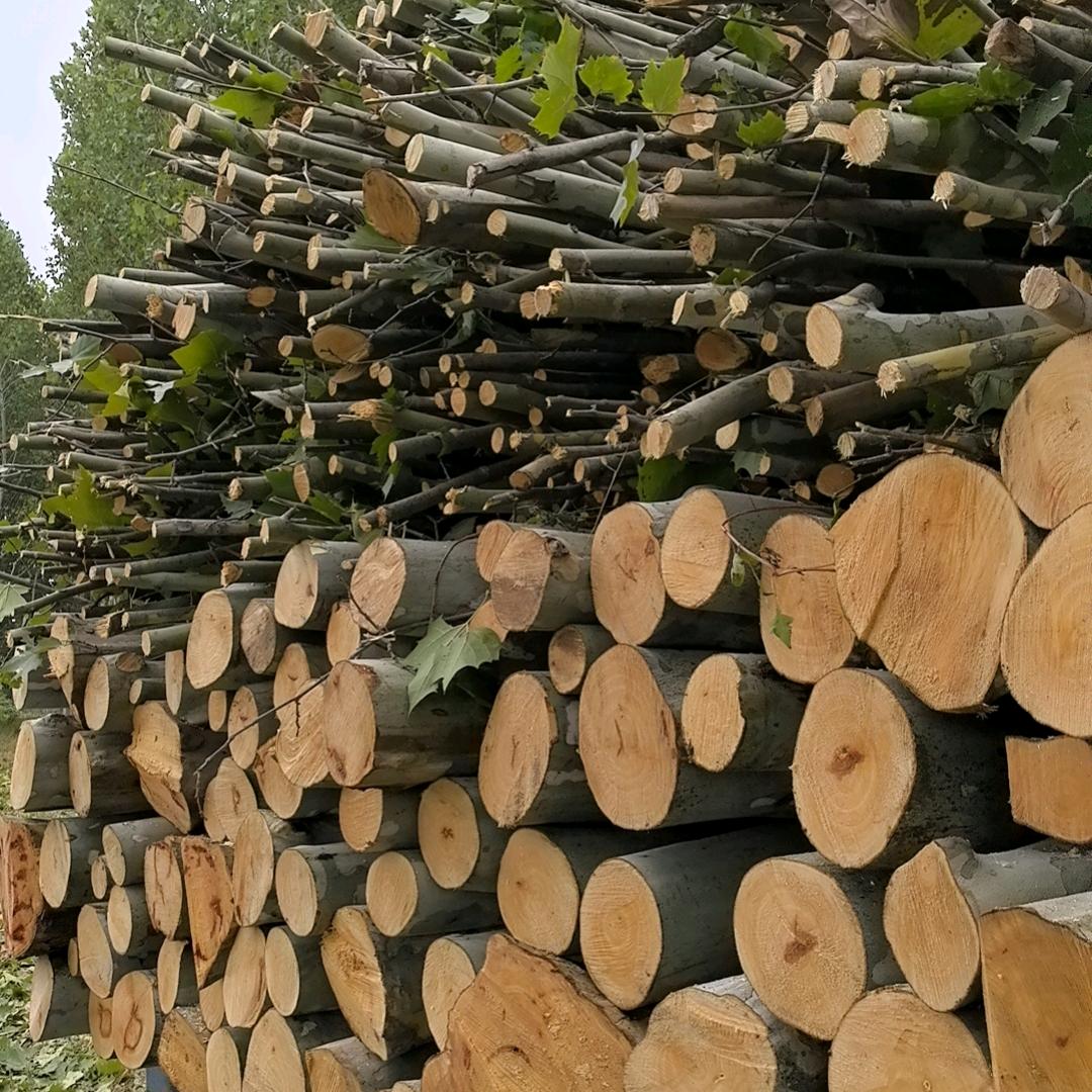 一年四季好运来