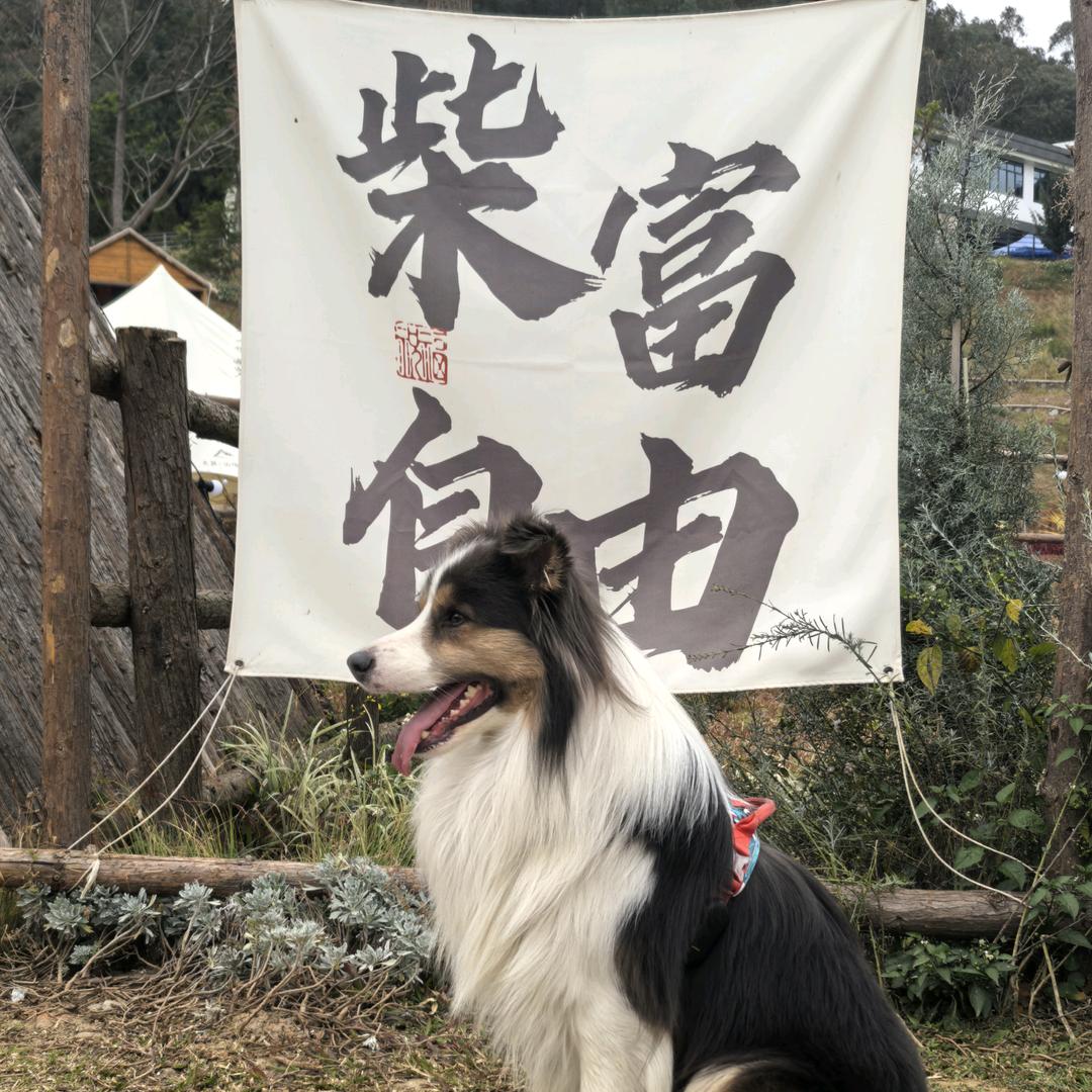 超级无敌暴龙钢蹦