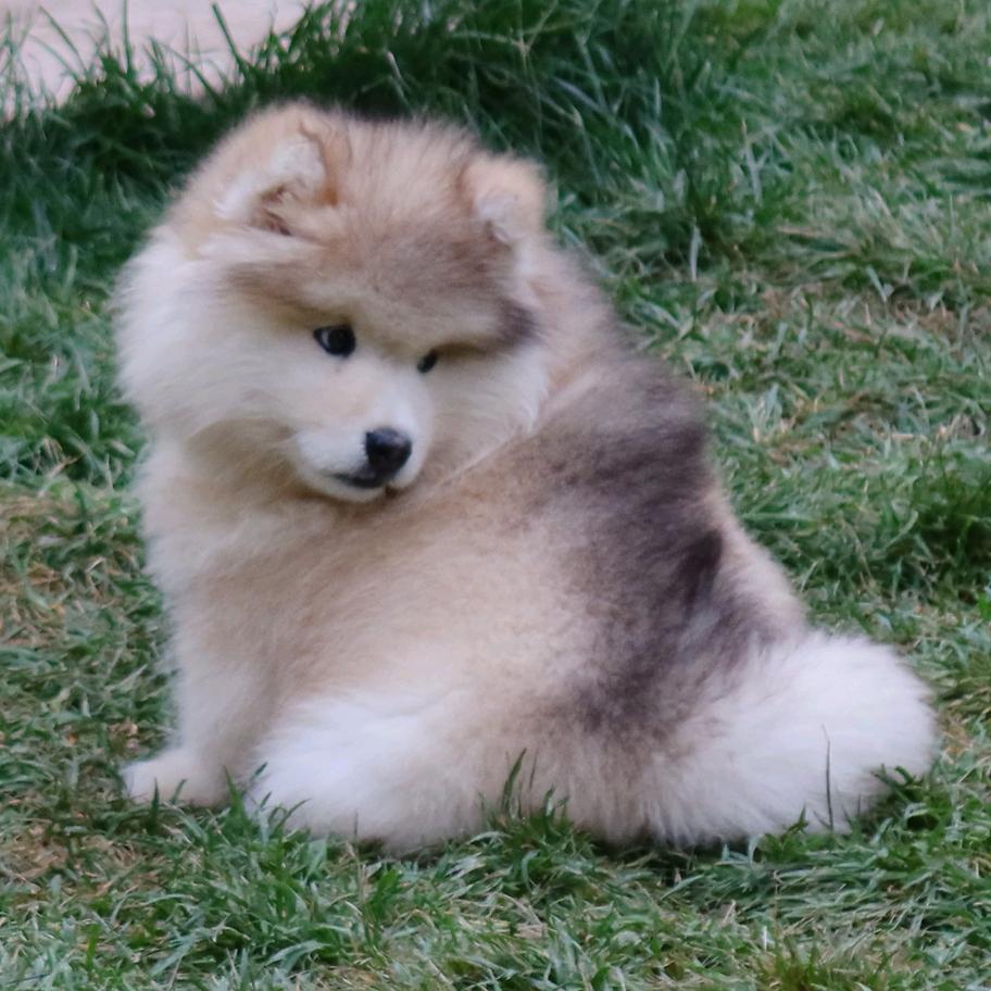 大明湖畔的于旺财