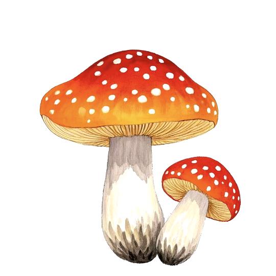 采蘑菇的小姑娘🍄