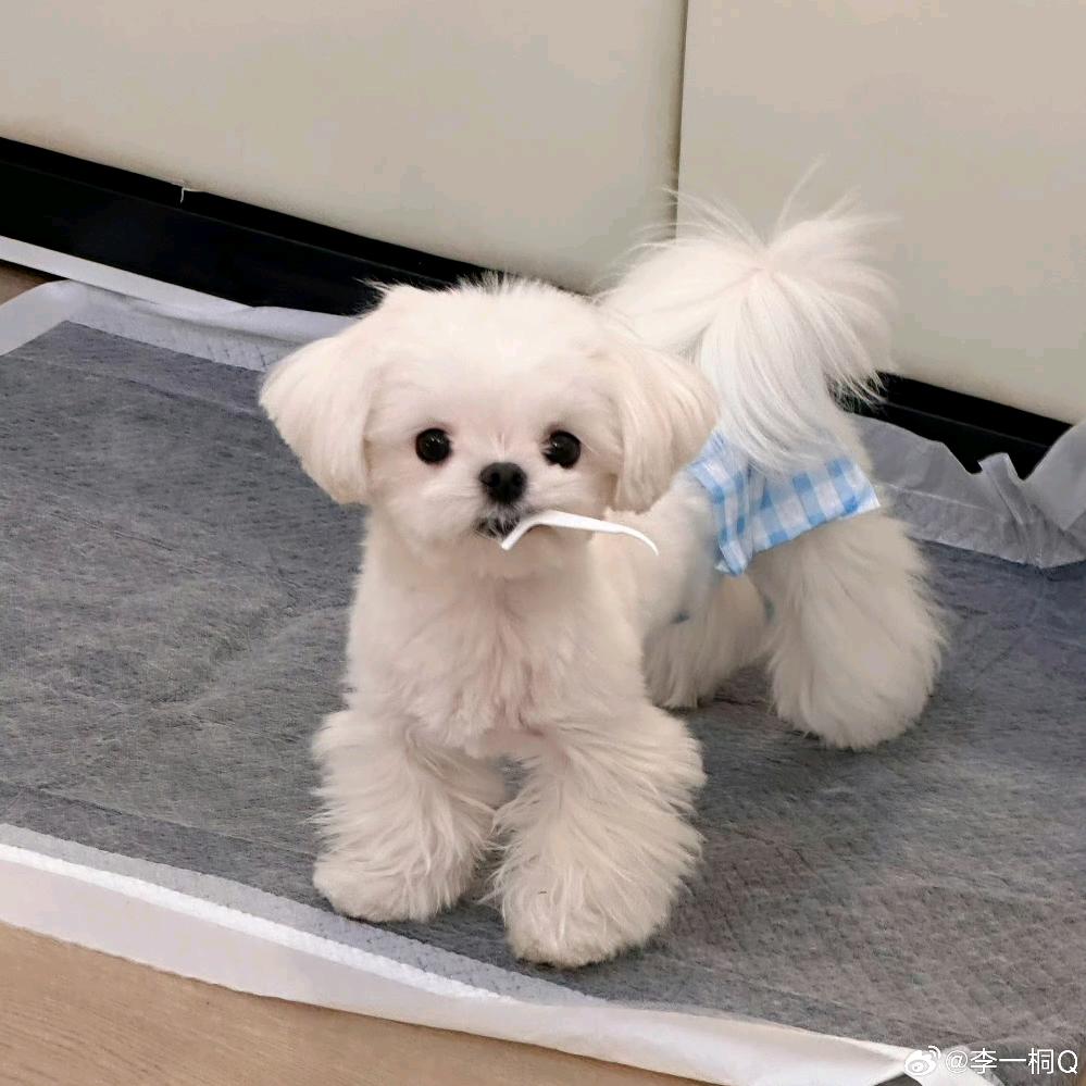 就是这个派大星_