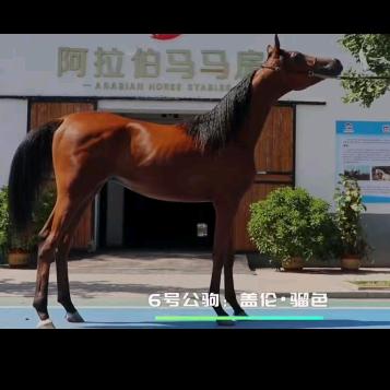 霍城县恒昇绿洲马业