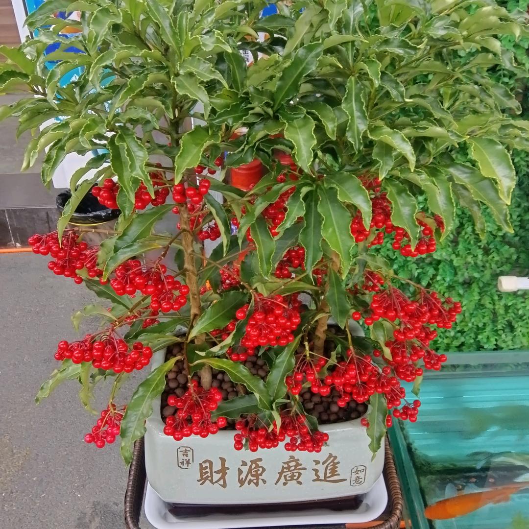 革命第三者