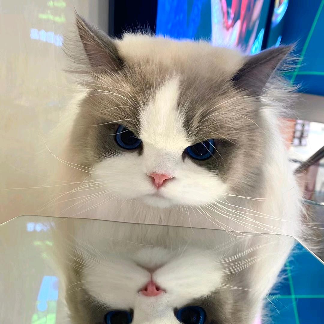 ˃ ˄ ˂̥̥