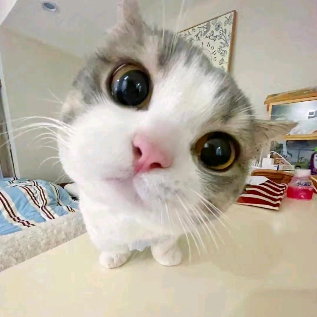 乌木威尔韦恩恩耶尔吐温威乌温穆本欧萨斯