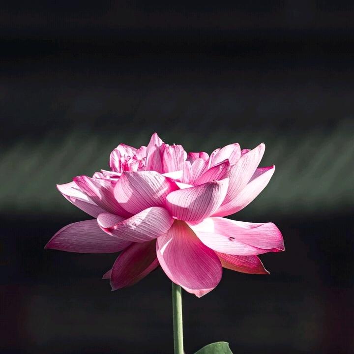 ,-_♬ 清风霁月&