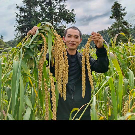 黄平糯小米潘峰