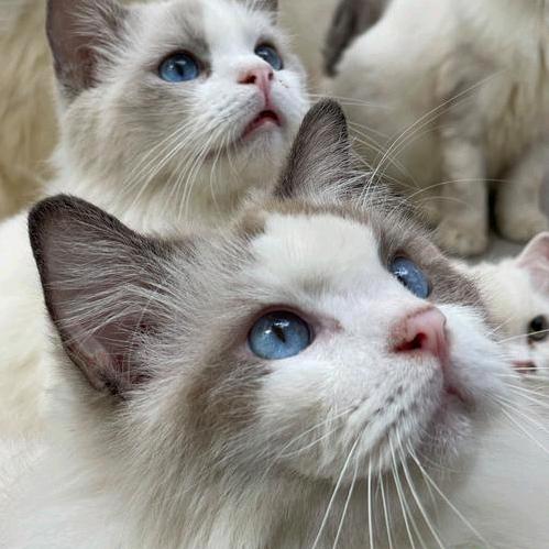 猫可可