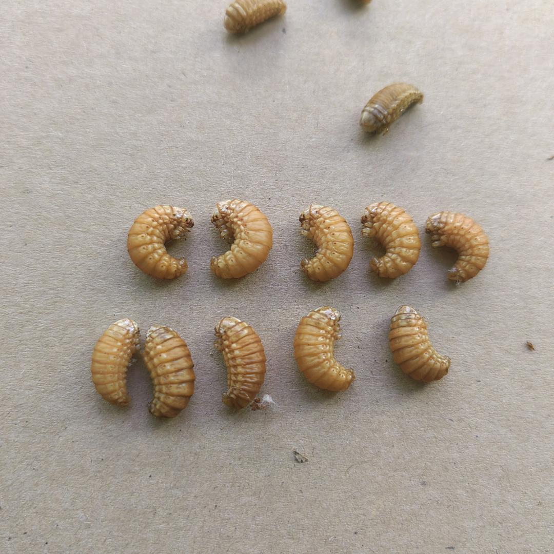 永彬活体昆虫鸟食（精品皮虫）