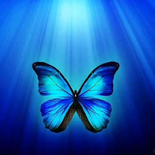 SY蝴蝶🦋