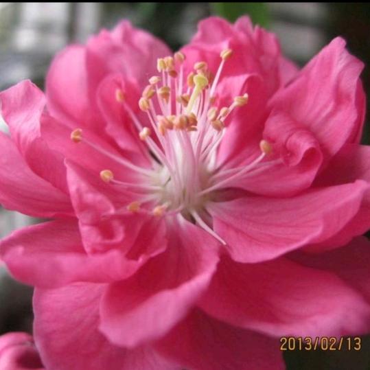 桃花