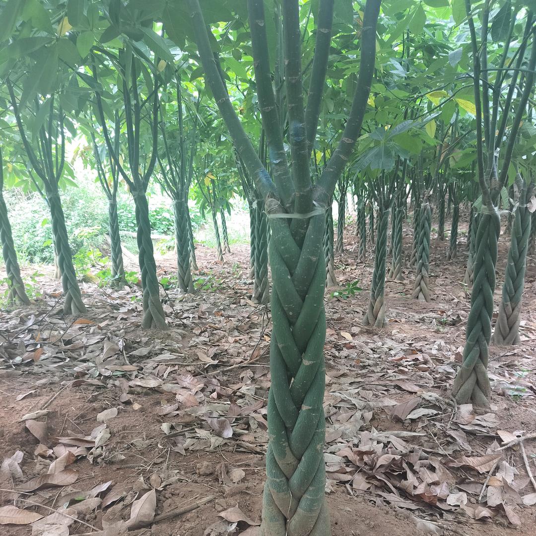 良琪园艺坊
