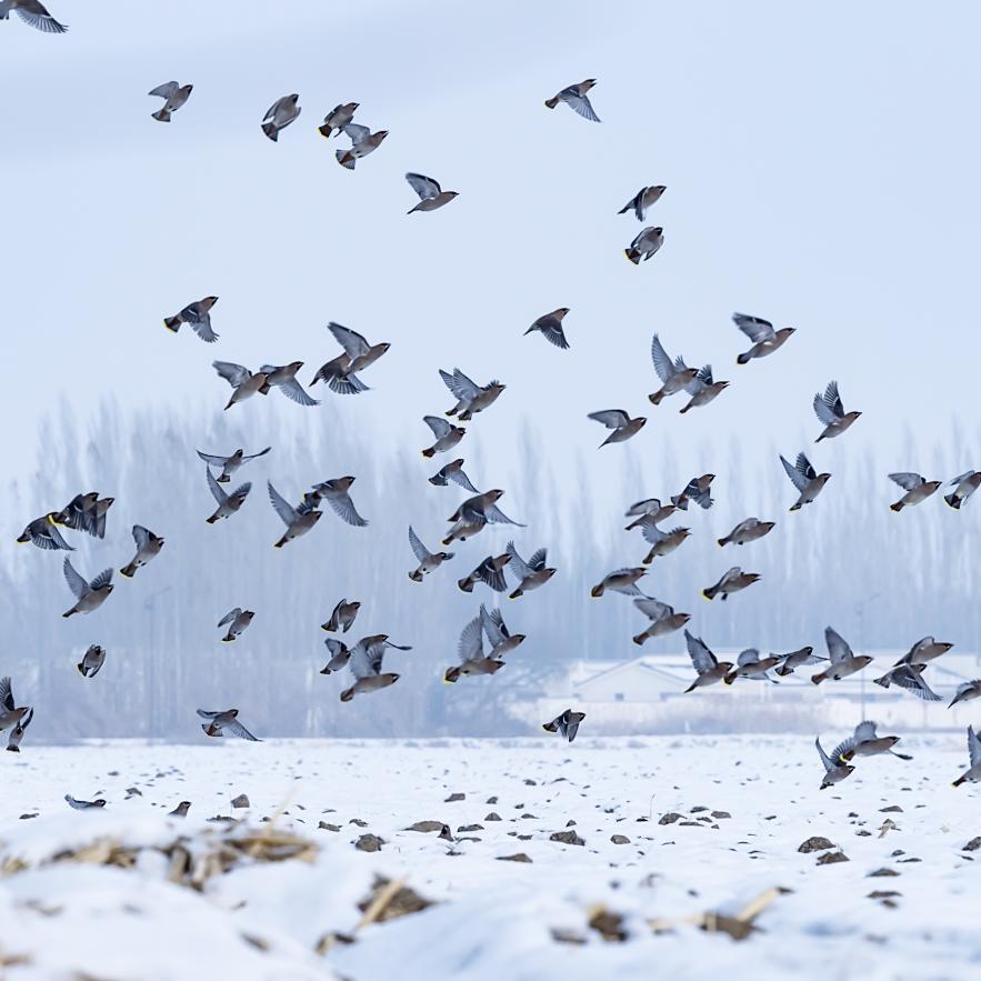 👑散修:行空👑1687