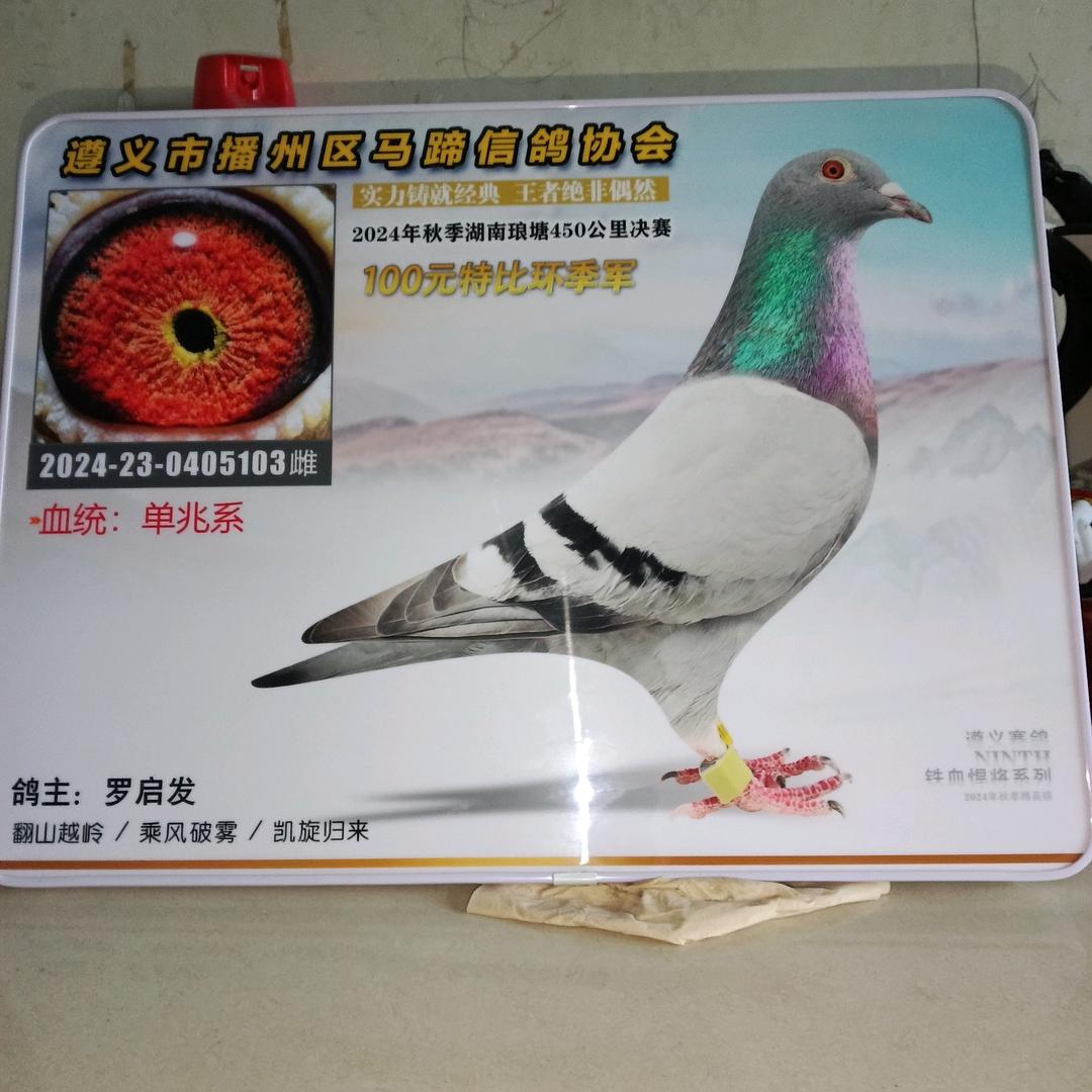 啟發鸽棚