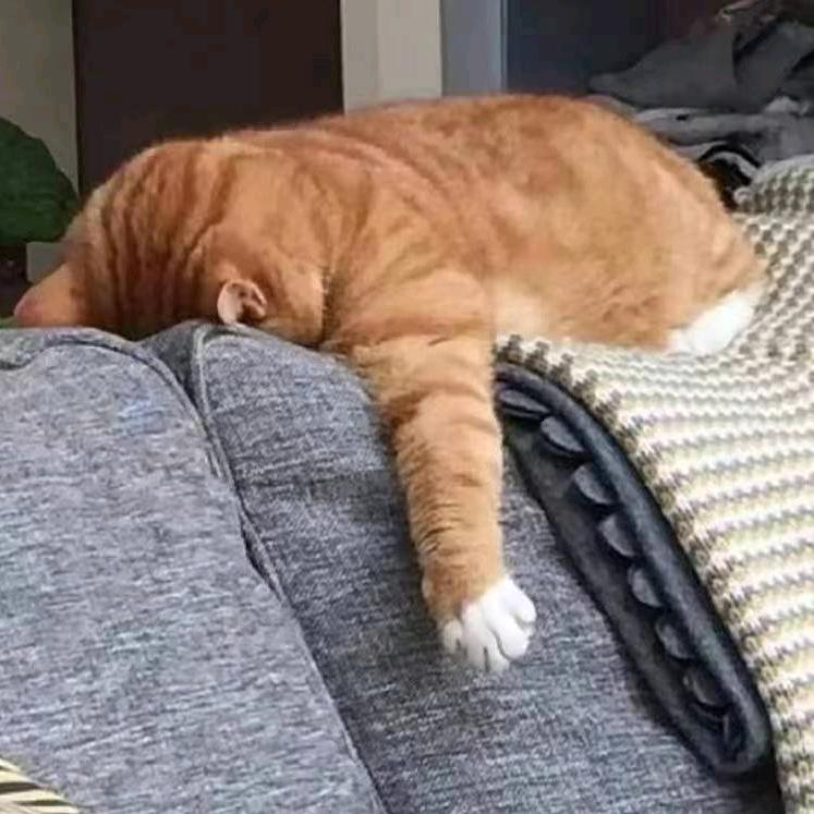 倒霉熊