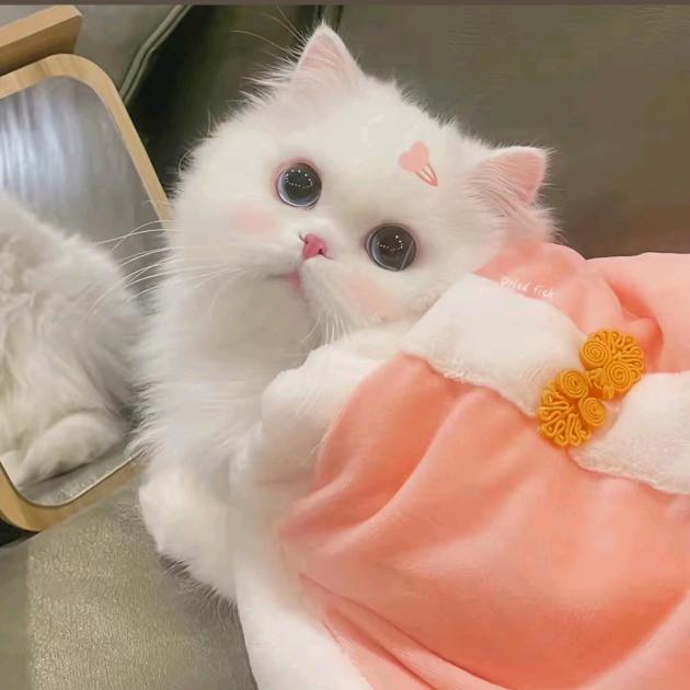 小吴同学•᷄ࡇ•᷅
