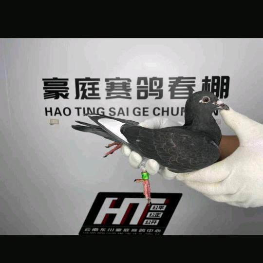 勿忘福