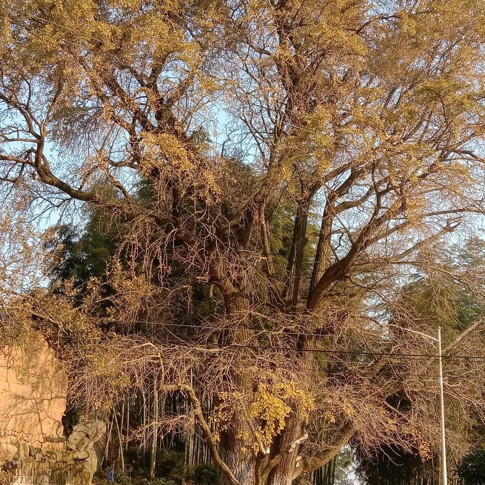舒城江山村爱情树农家乐