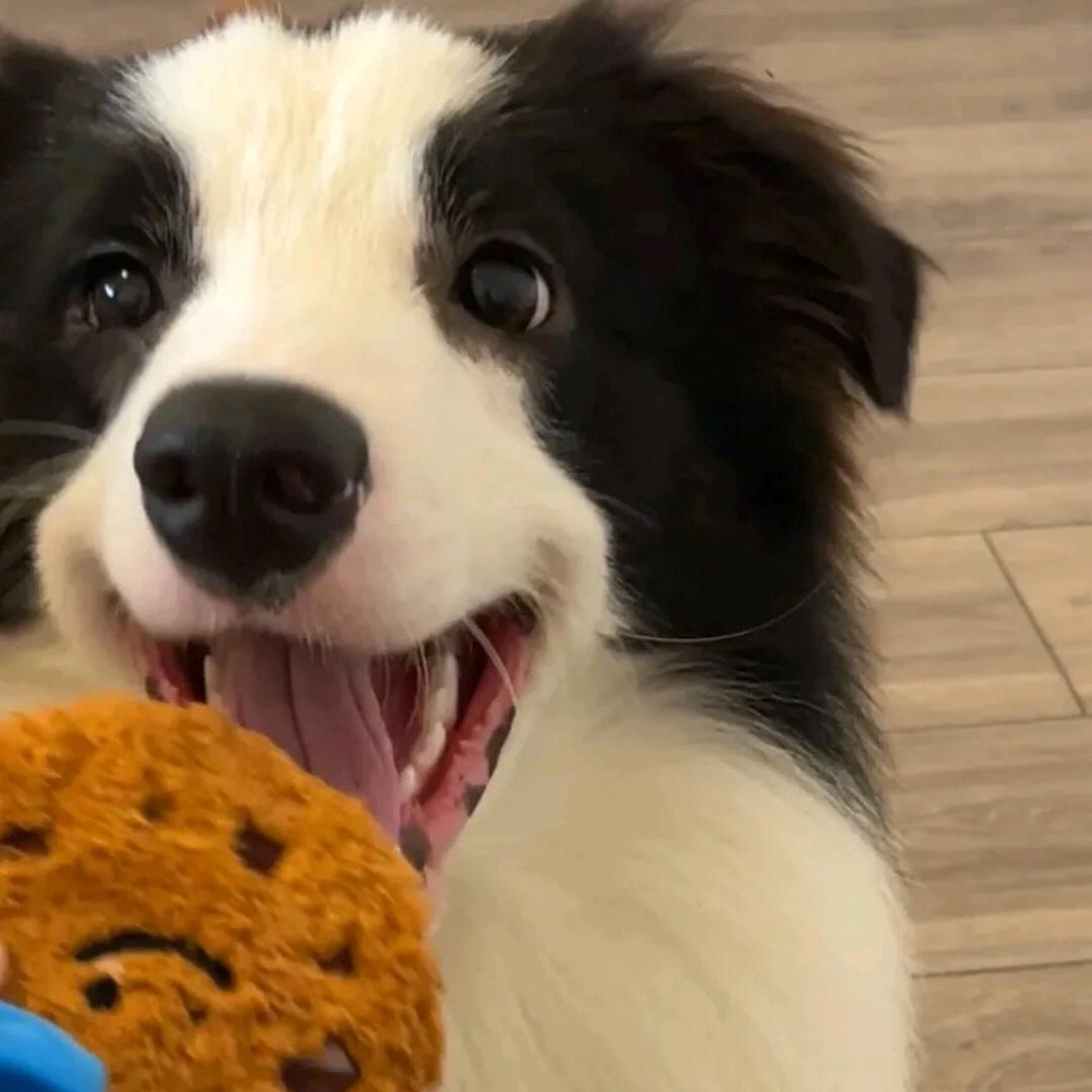 Song唱片日記（见过亚轩版