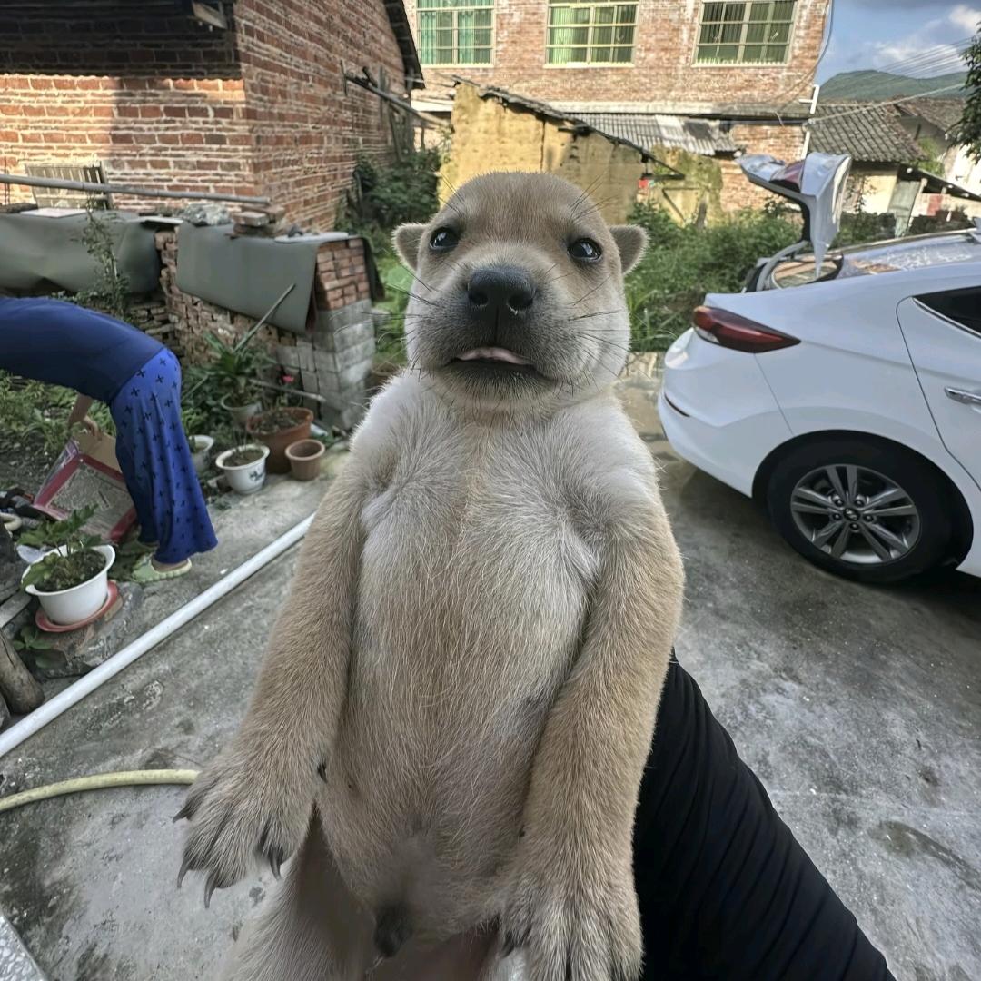 小凤眼
