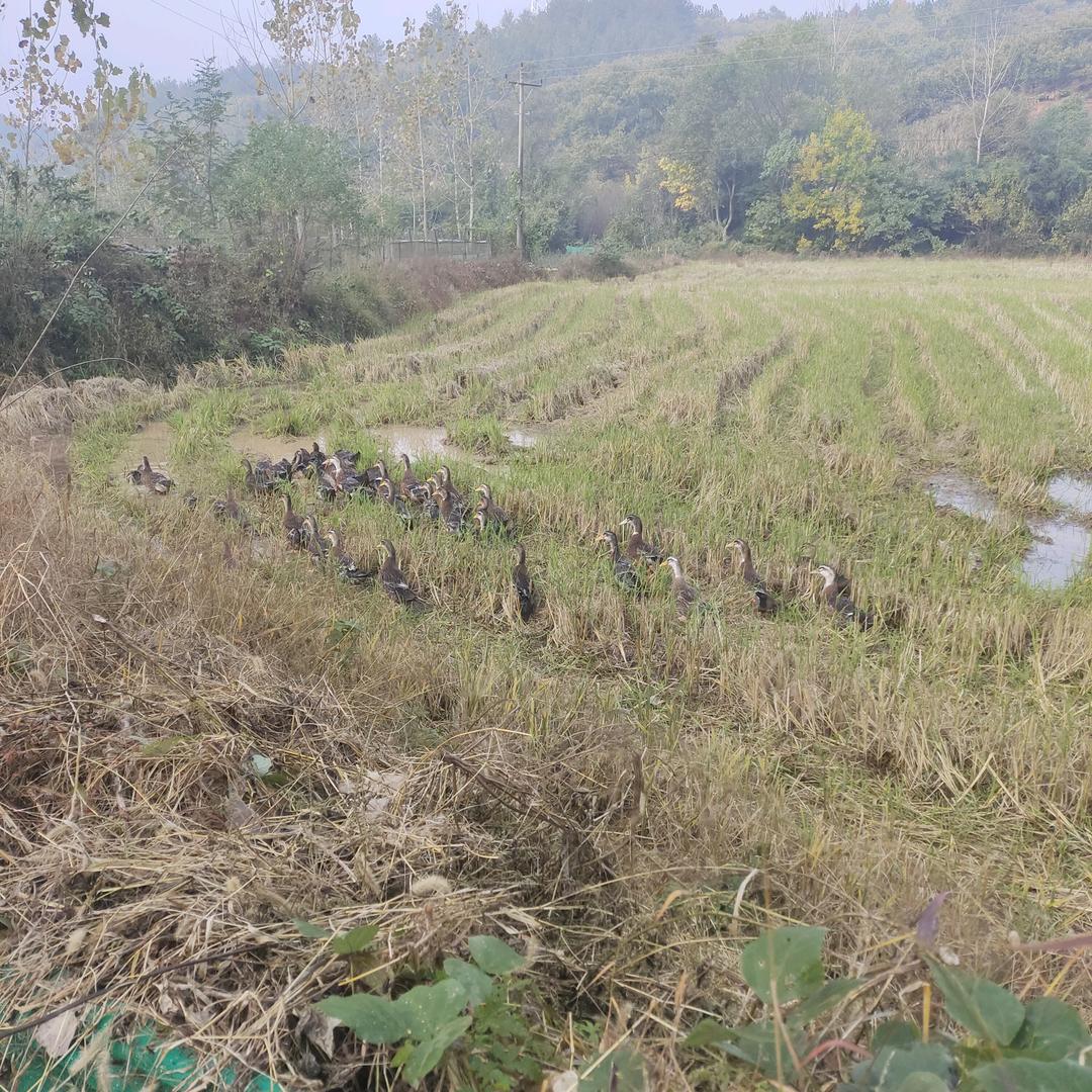 一毛不拔