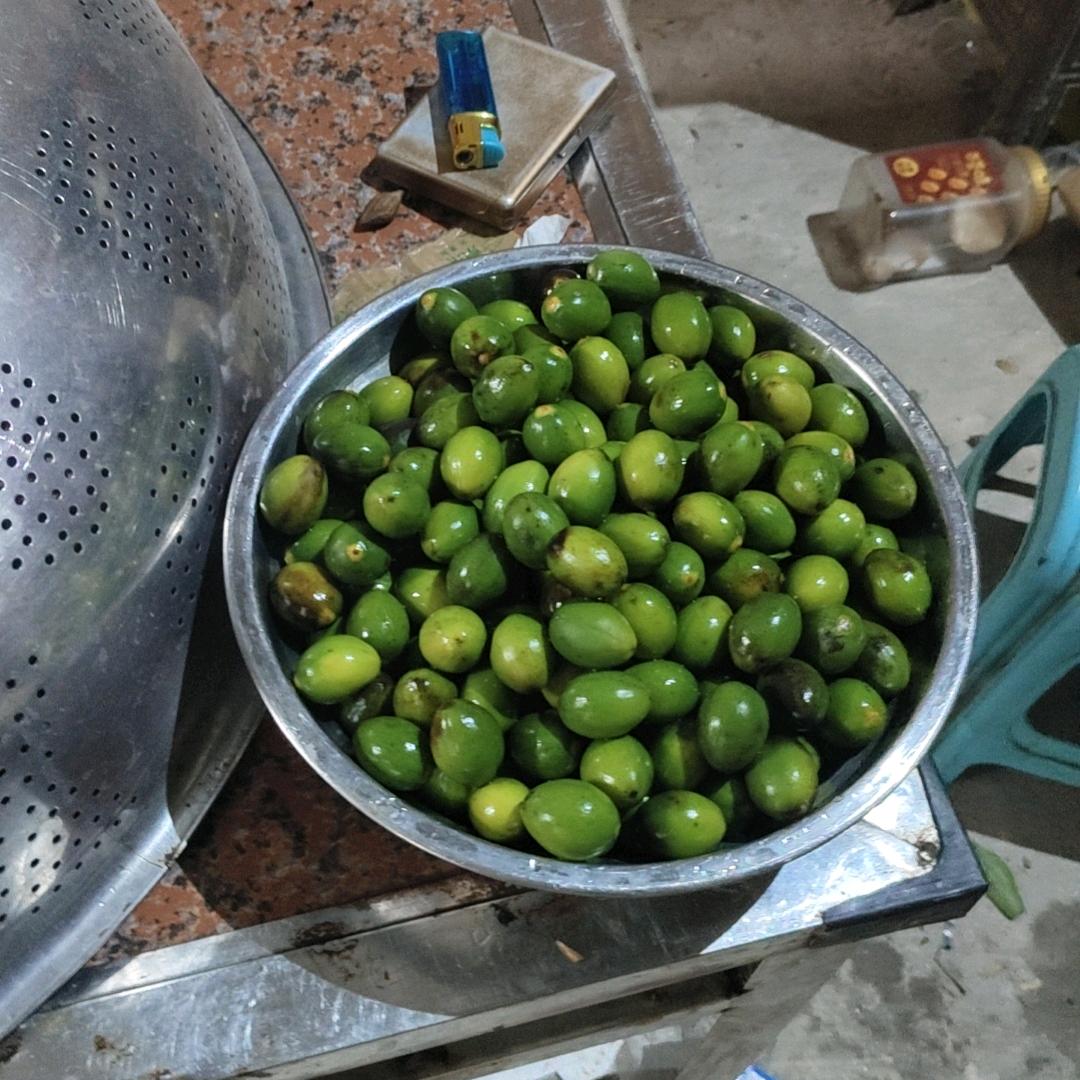 樱花树的约定