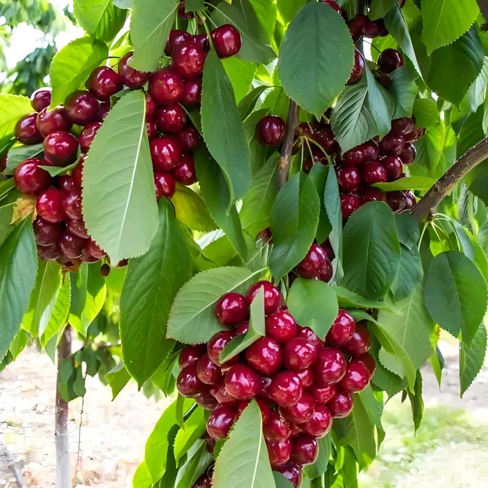 @🍒༊ღ᭄ꦿ꯭꯭爱已归零ღ᭄