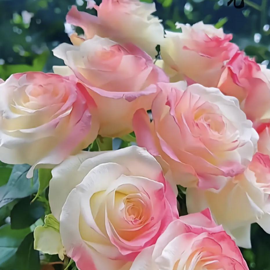 落泪的玫瑰🌹🌹