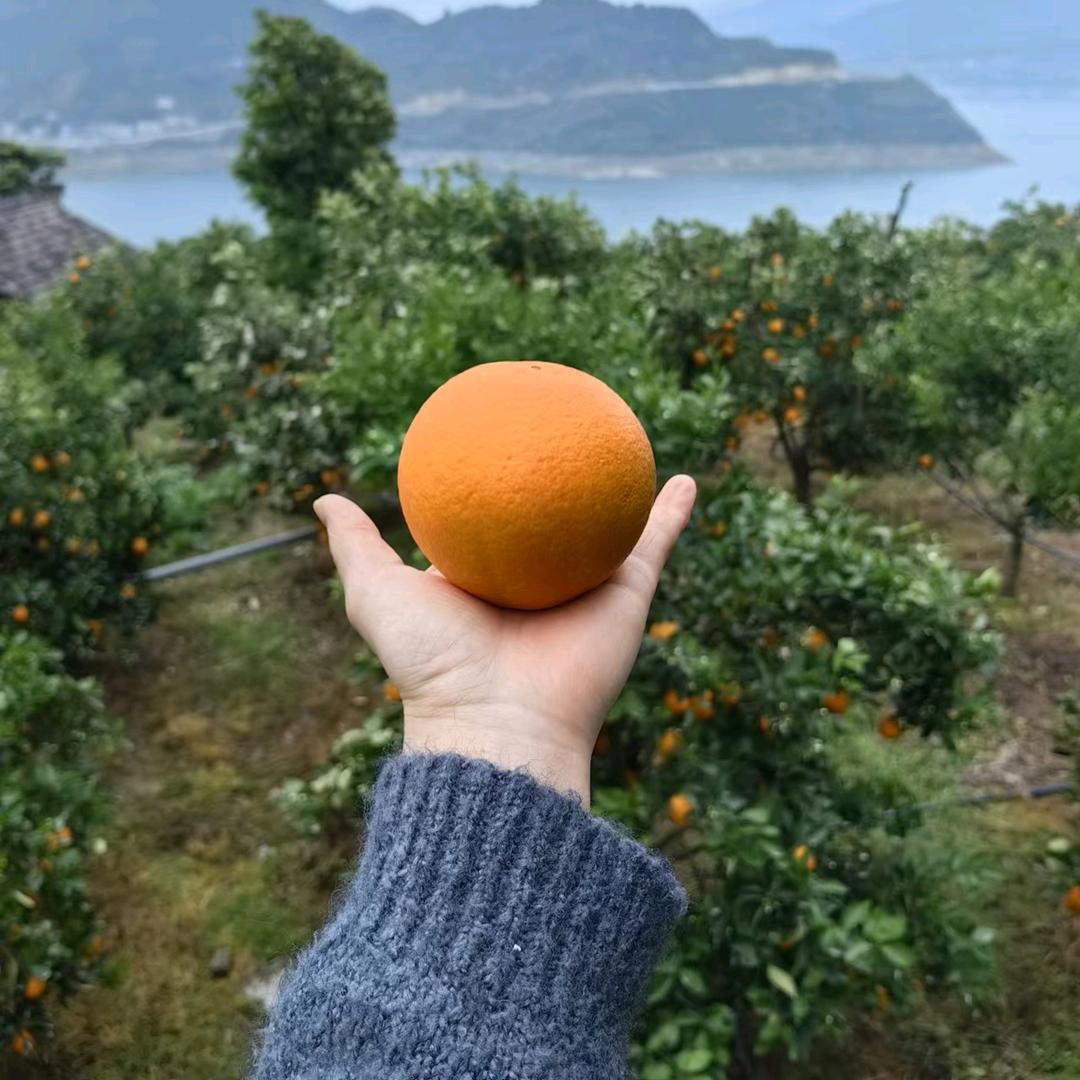 江楚鲜果